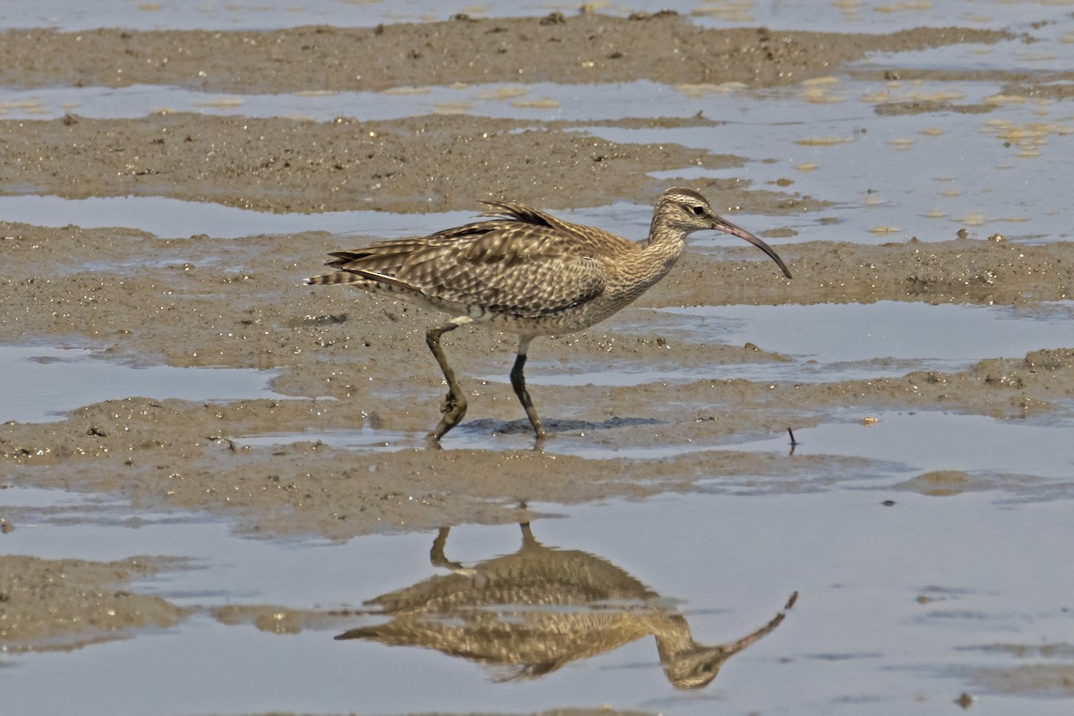 Regenbrachvogel - ML193409021