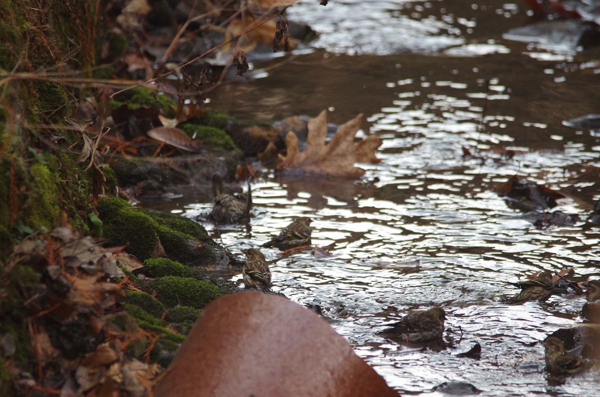 Pine Siskin - ML193410101