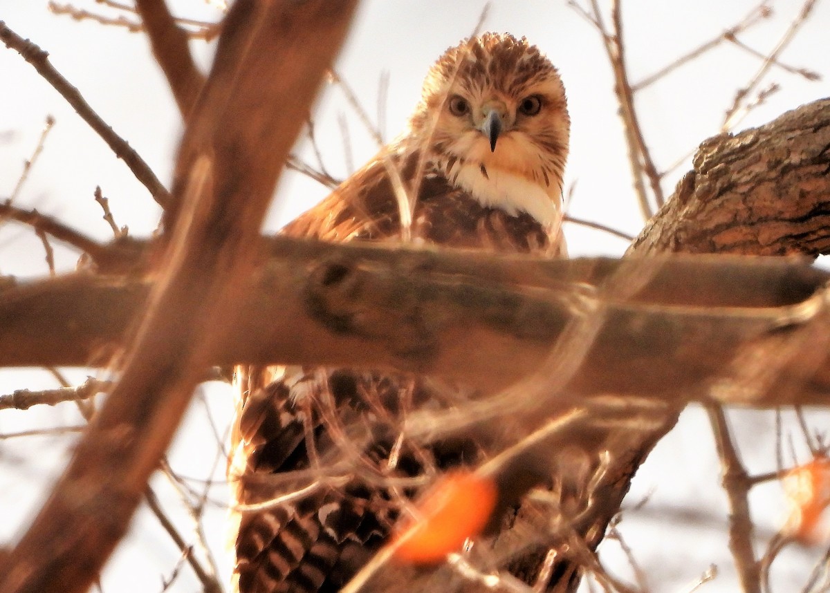 Red-tailed Hawk - ML193410201