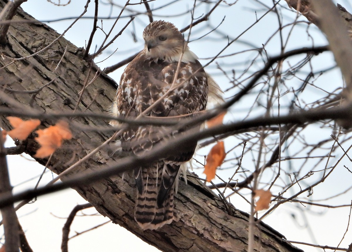 Red-tailed Hawk - ML193410231