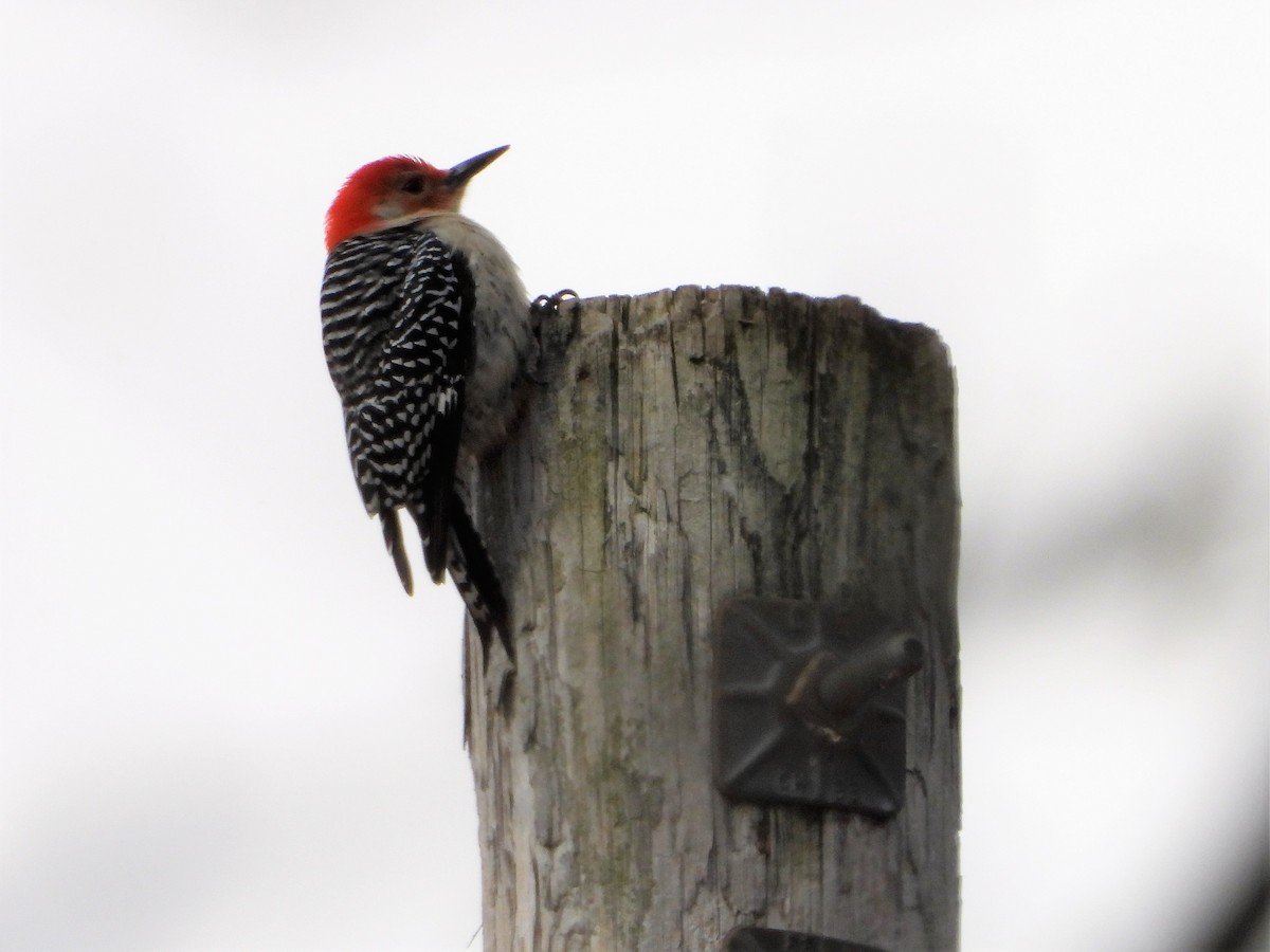 Red-bellied Woodpecker - ML193410311