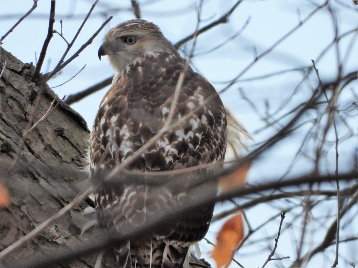 Red-tailed Hawk - ML193410321
