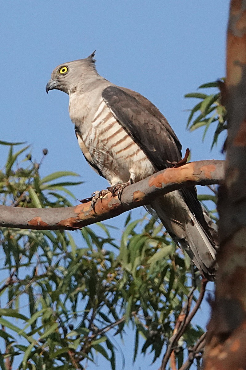 Pacific Baza - ML193410941