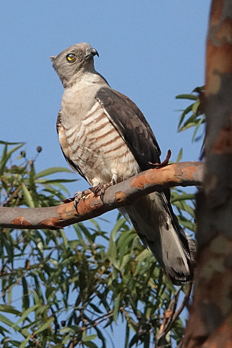 Pacific Baza - ML193410951