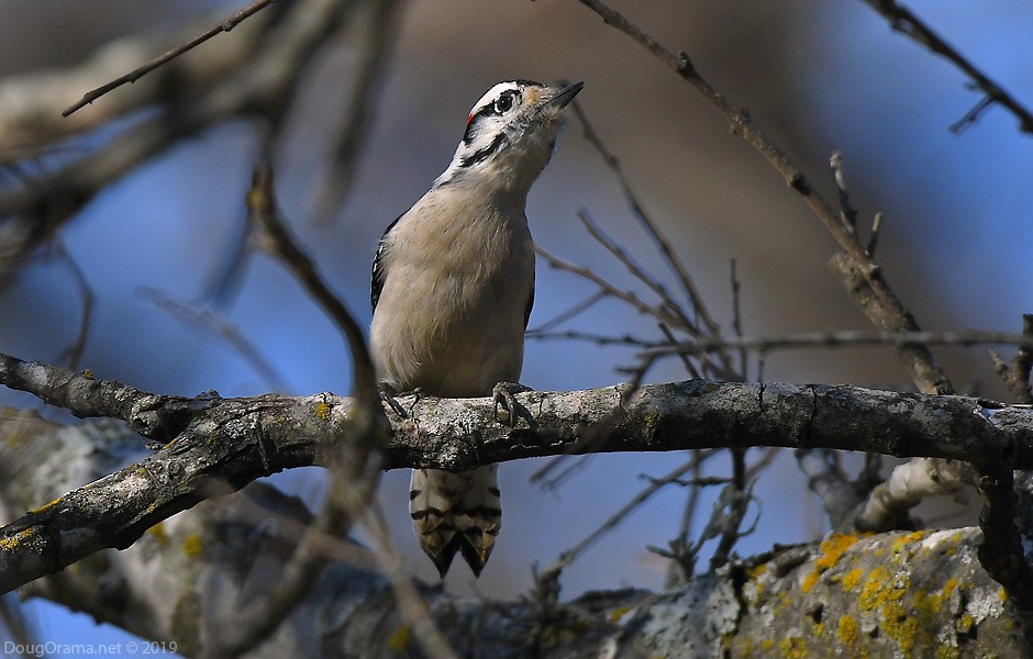 Downy Woodpecker - ML193411231