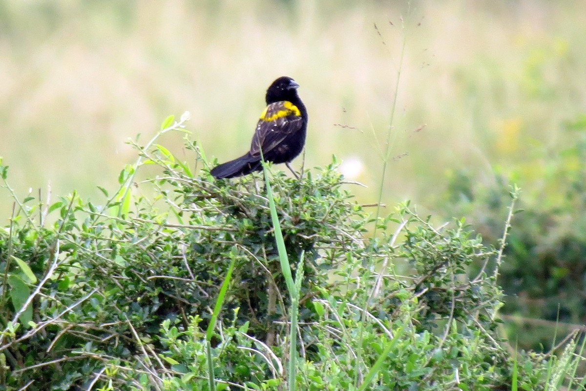 Yellow-mantled Widowbird - Pat McKay