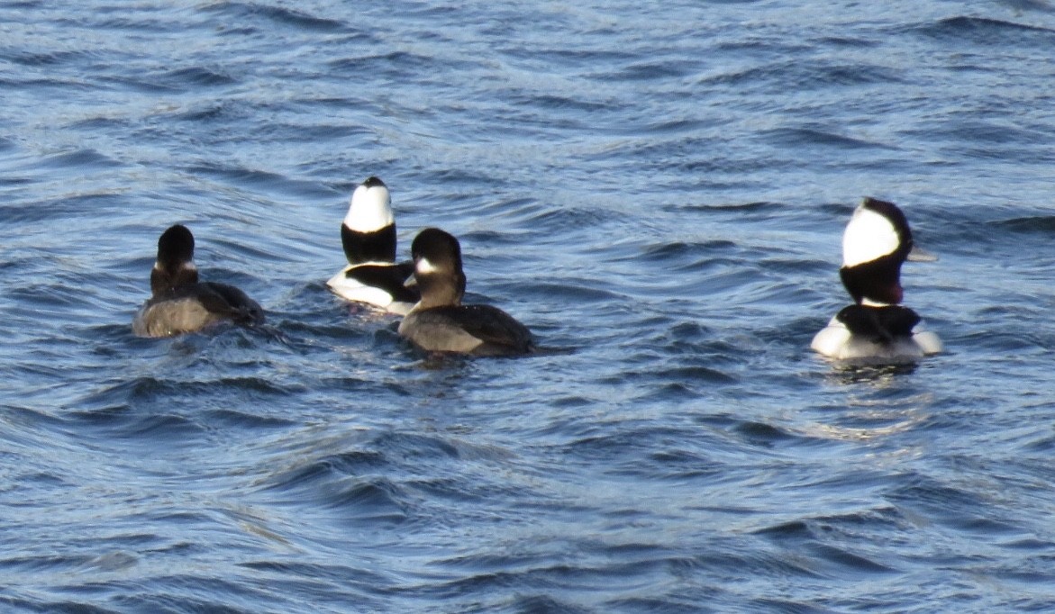 Bufflehead - Nancy Salem