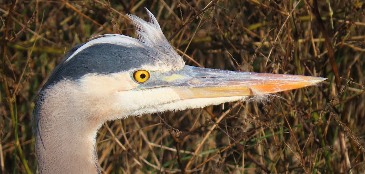 Great Blue Heron - ML193414321