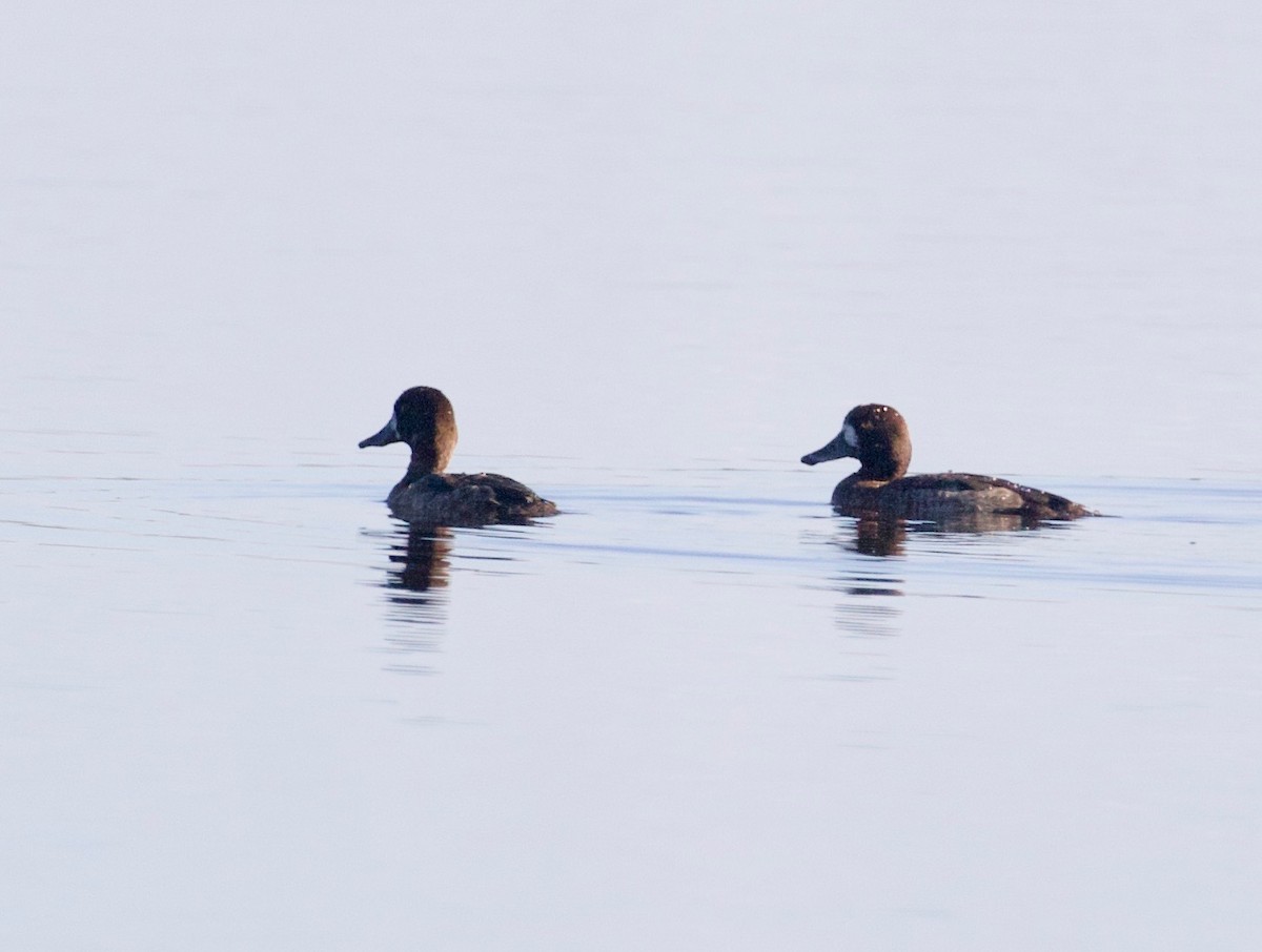 Lesser Scaup - Ian Burgess