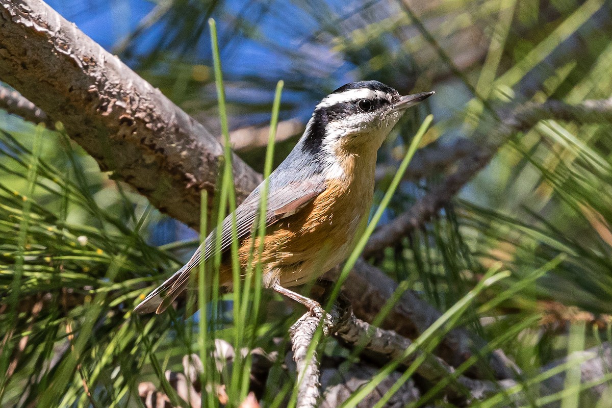 Red-breasted Nuthatch - ML193414661