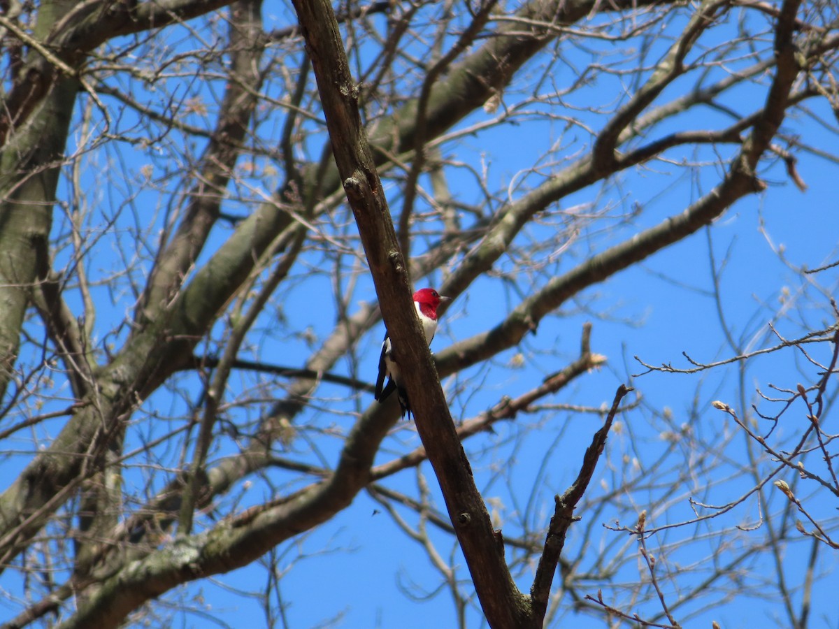 Red-headed Woodpecker - carolyn spidle