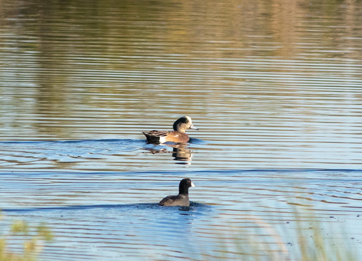 American Wigeon - Skip Cantrell