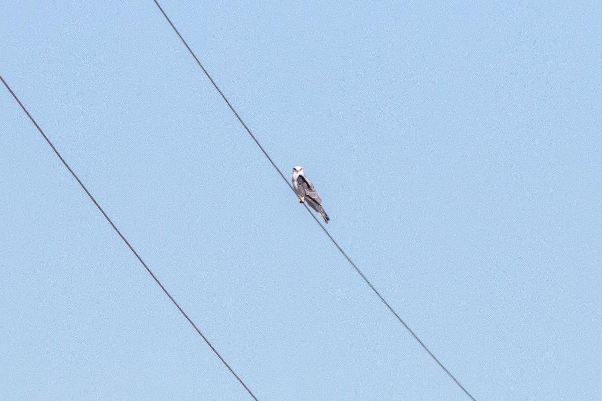 White-tailed Kite - ML193420021