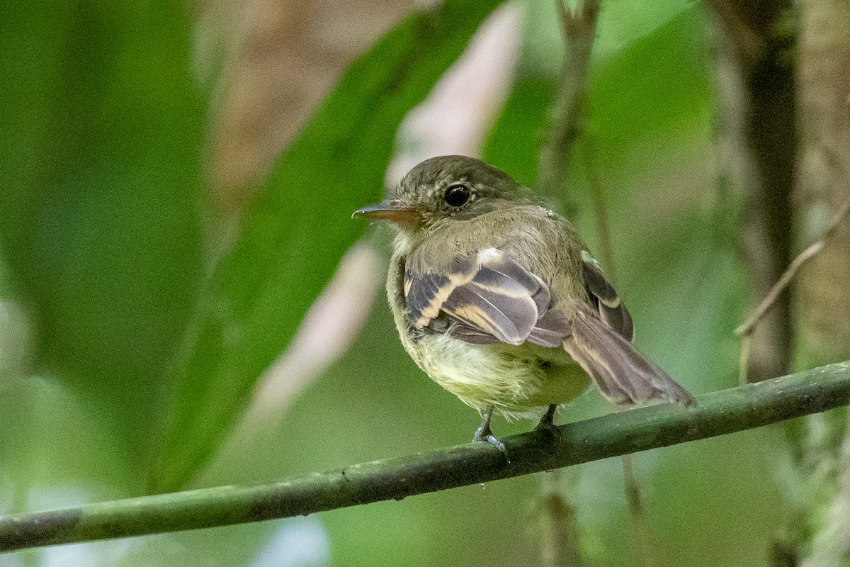 Euler's Flycatcher (Lawrence's) - ML193420481