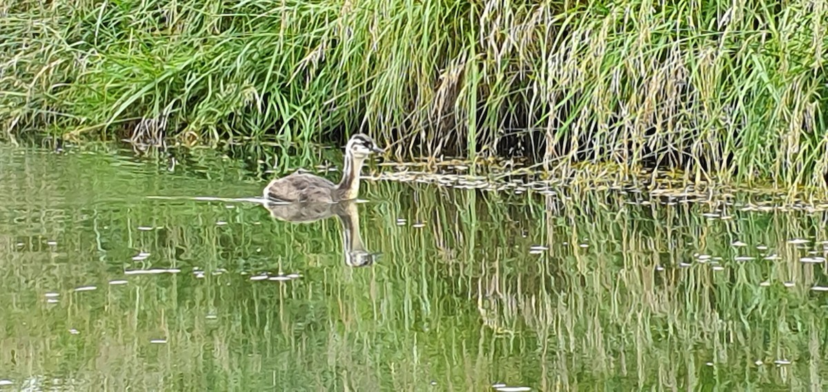 Great Crested Grebe - ML193421031