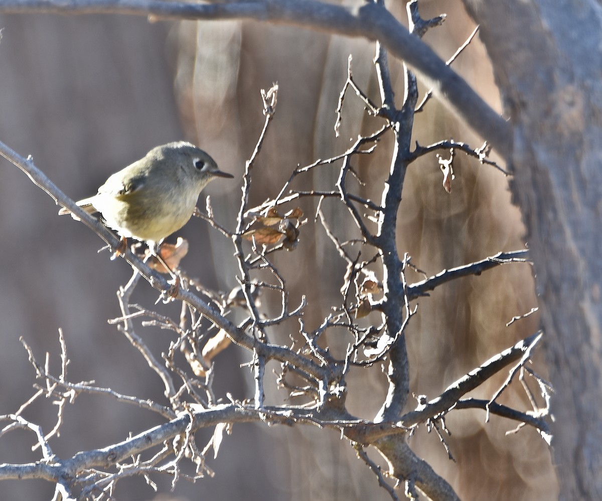 Ruby-crowned Kinglet - David Sinton