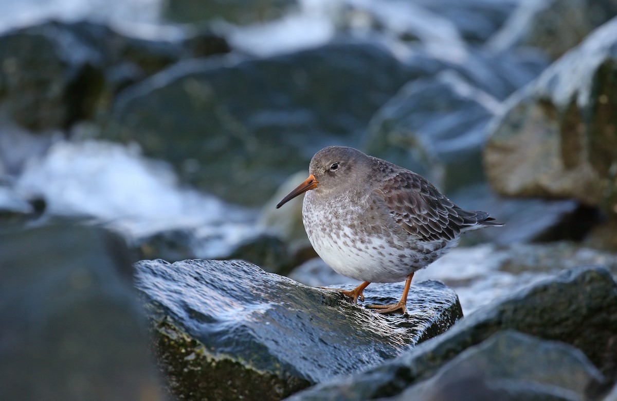 Purple Sandpiper - Ryan Schain