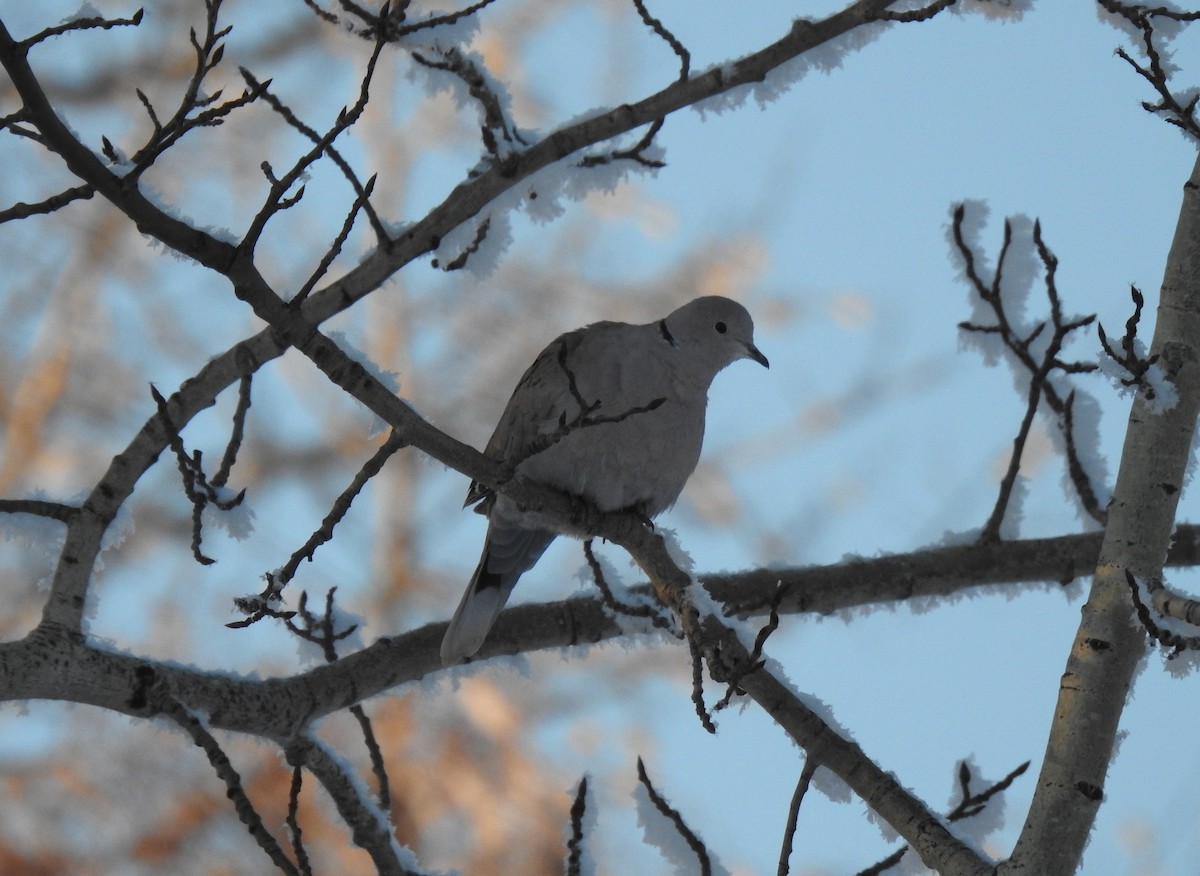 Eurasian Collared-Dove - ML193422191