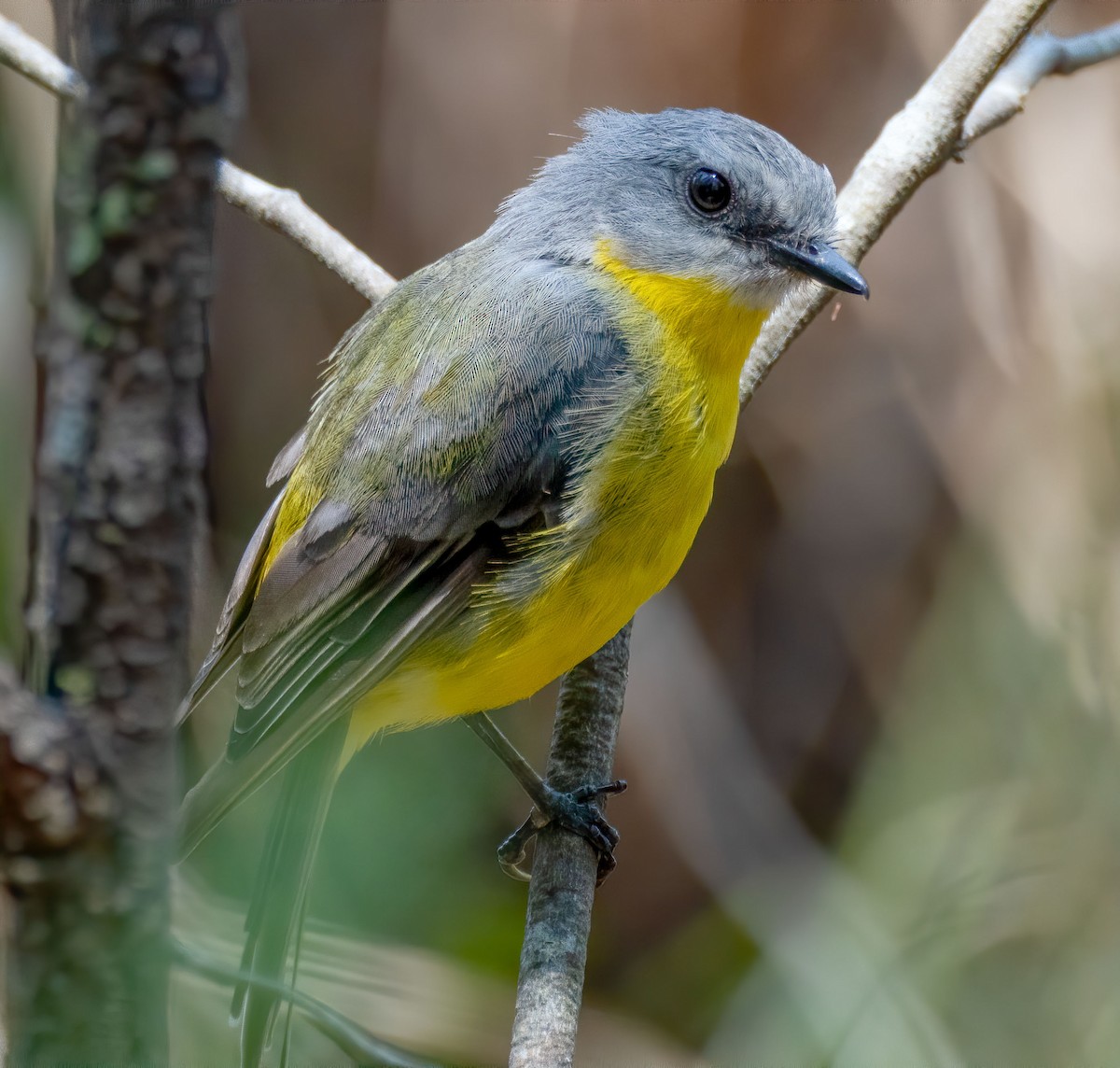 Eastern Yellow Robin - ML193422201