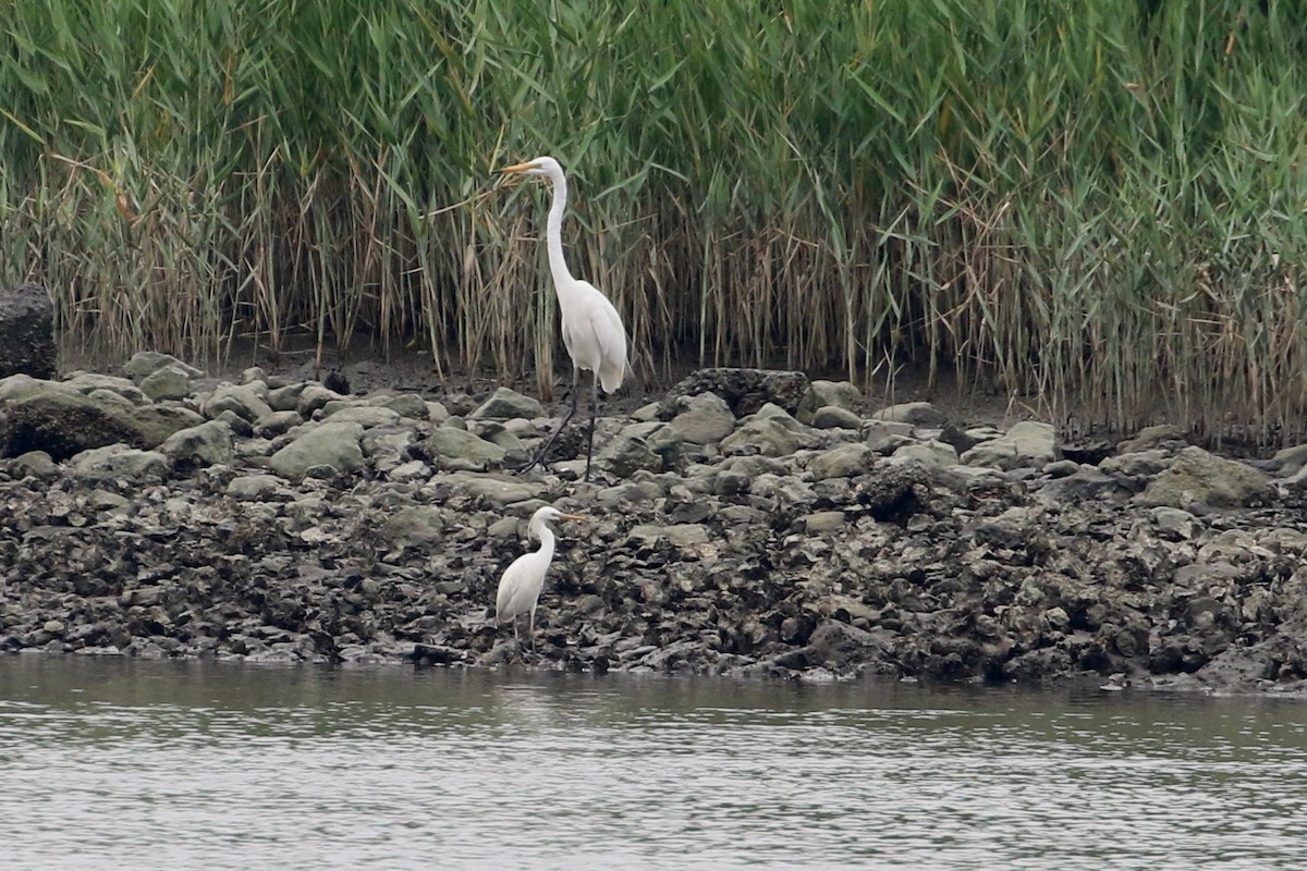 Great Egret - ML193422991