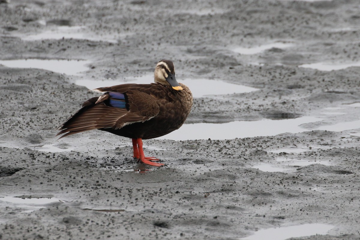 Eastern Spot-billed Duck - ML193423081