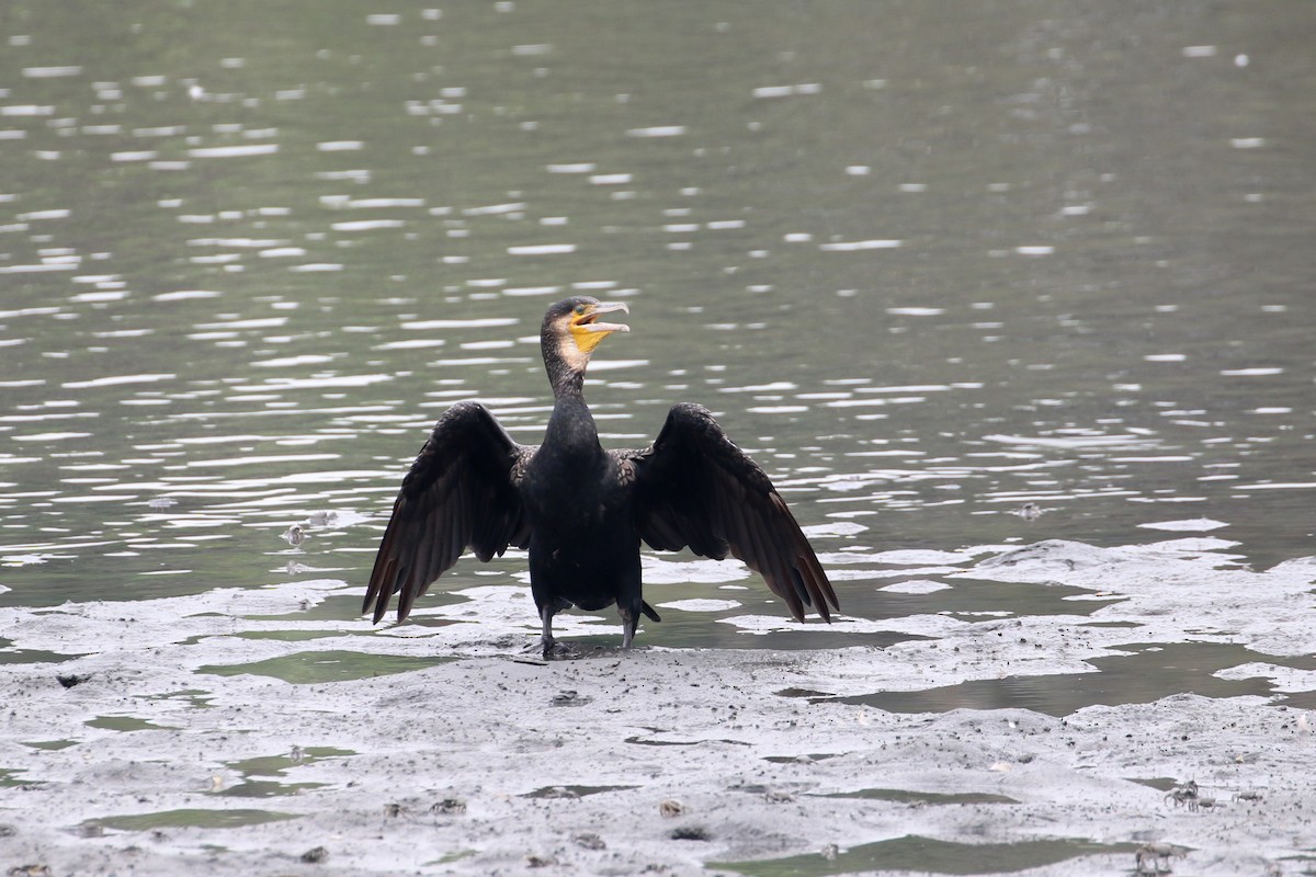 Great Cormorant - Atsushi Shimazaki