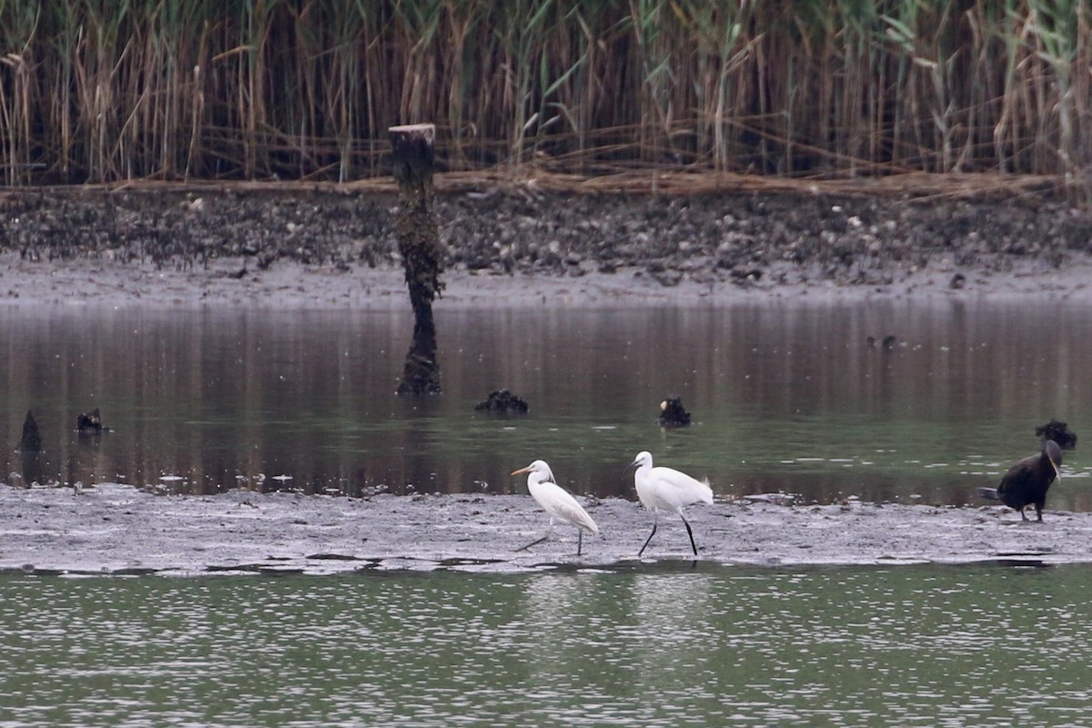 Little Egret - ML193423331