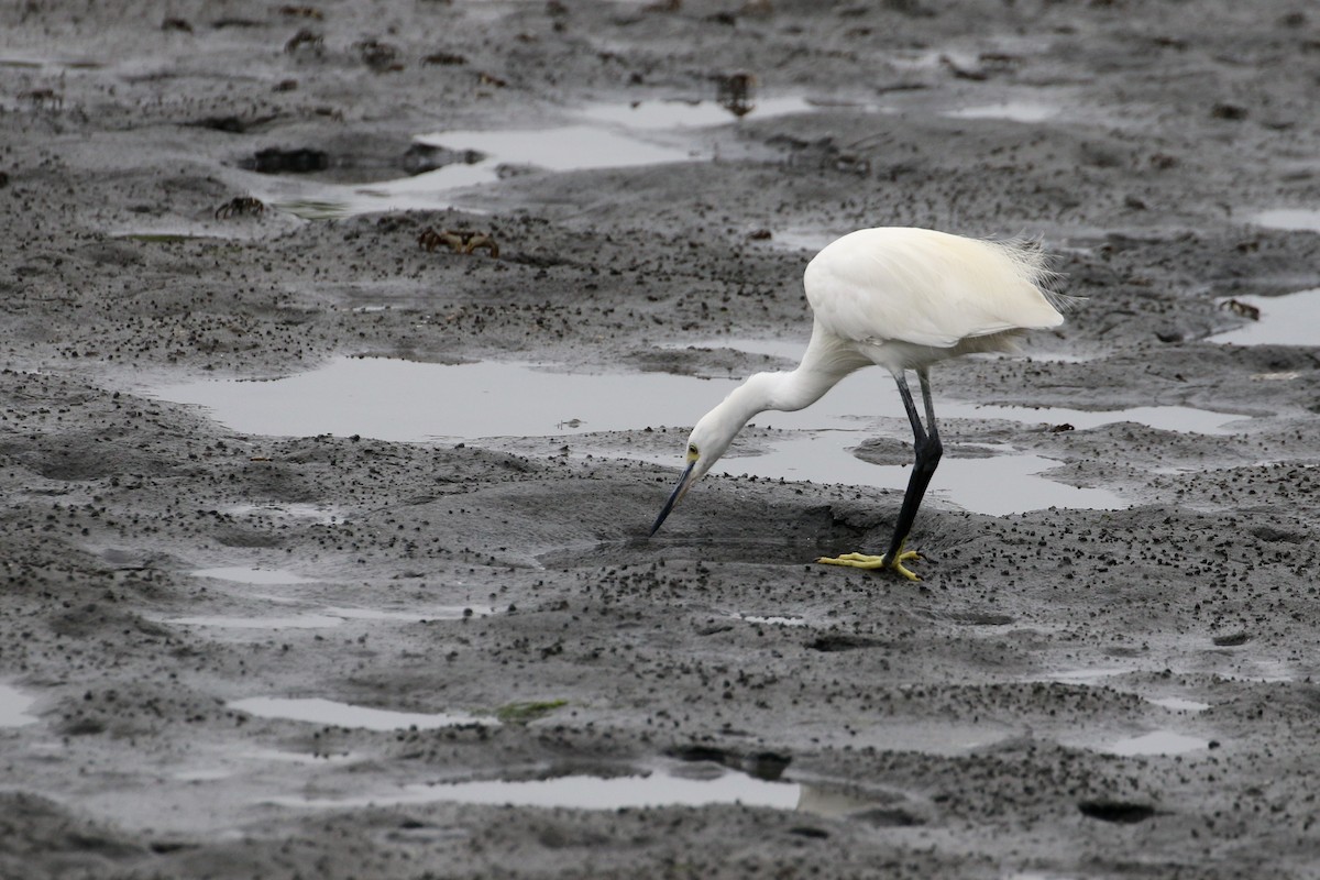 Aigrette garzette - ML193423451