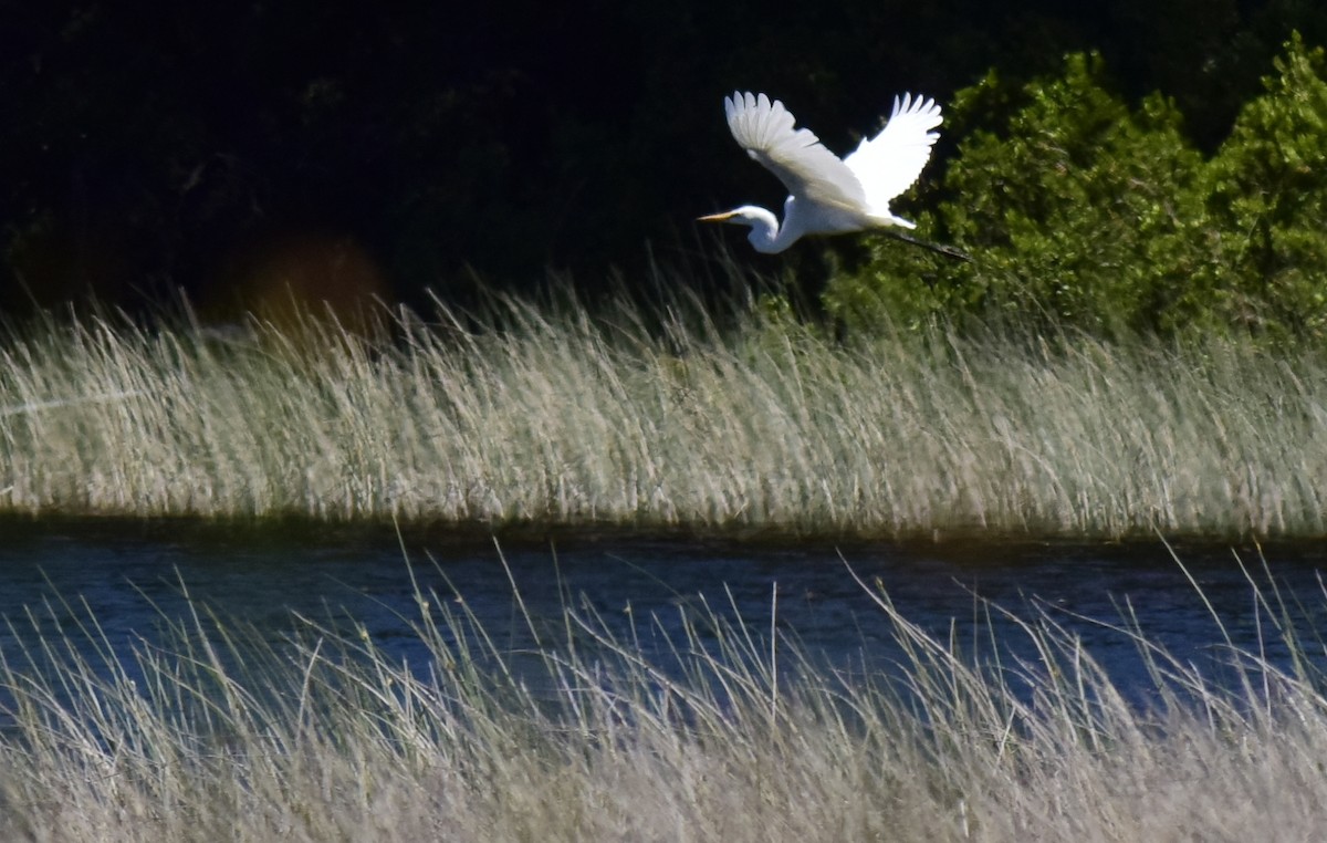 Great Egret - ML193424431