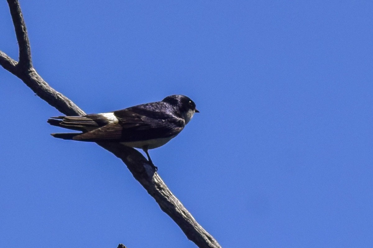 Chilean Swallow - ML193424441