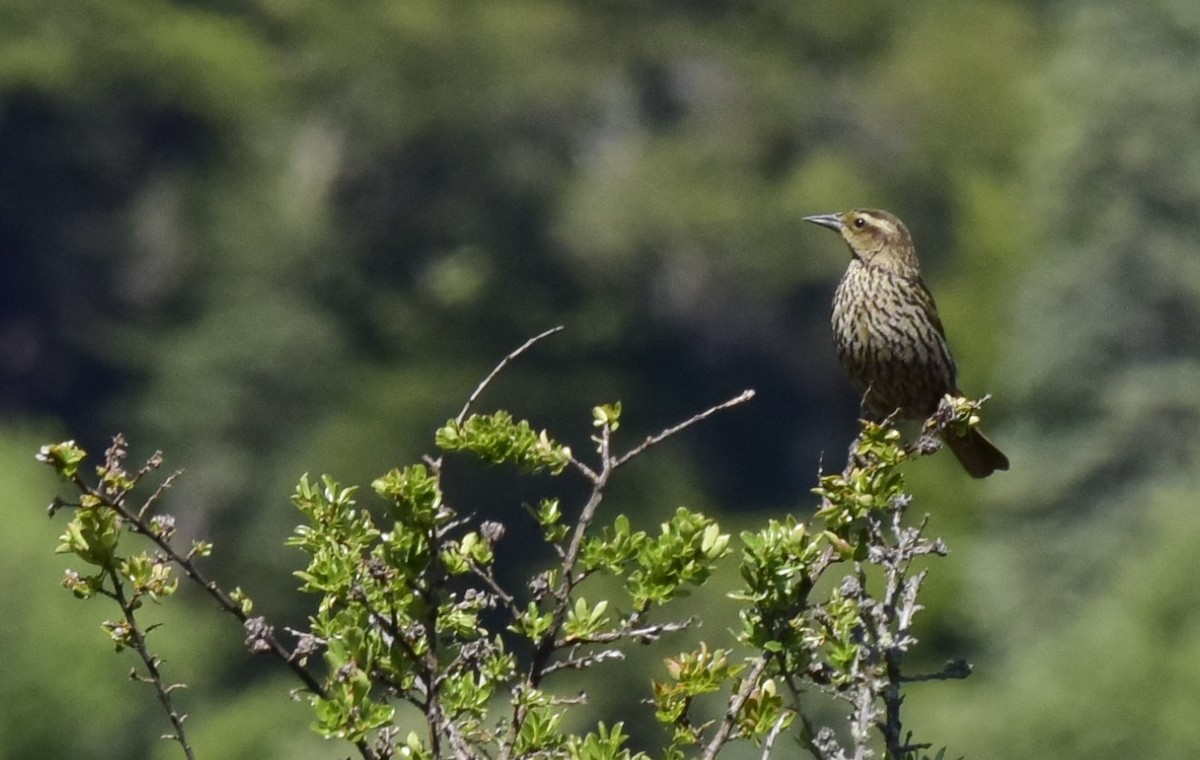 Yellow-winged Blackbird - ML193424631