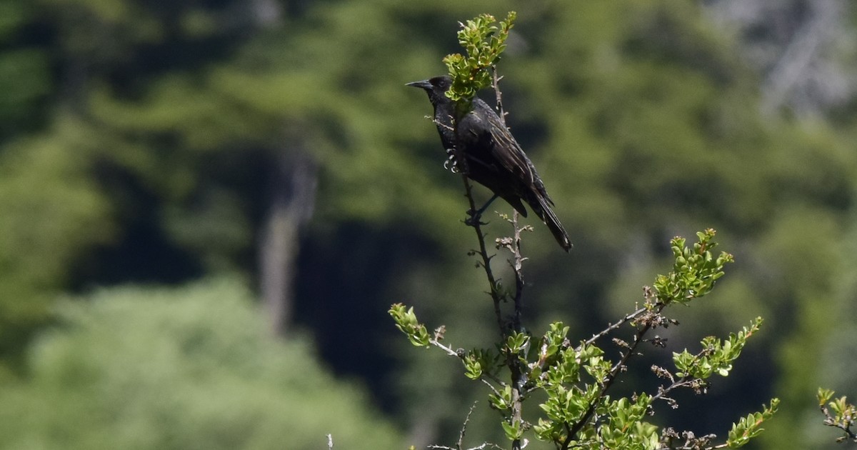 Yellow-winged Blackbird - ML193424641