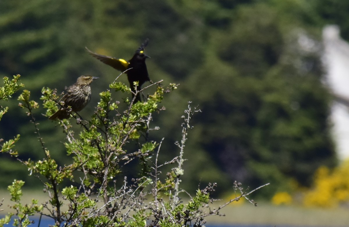 Yellow-winged Blackbird - ML193424661