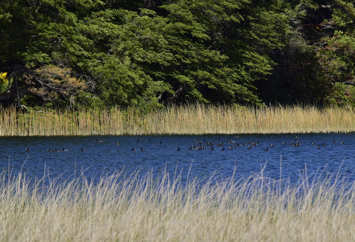 Red-gartered Coot - ML193424671