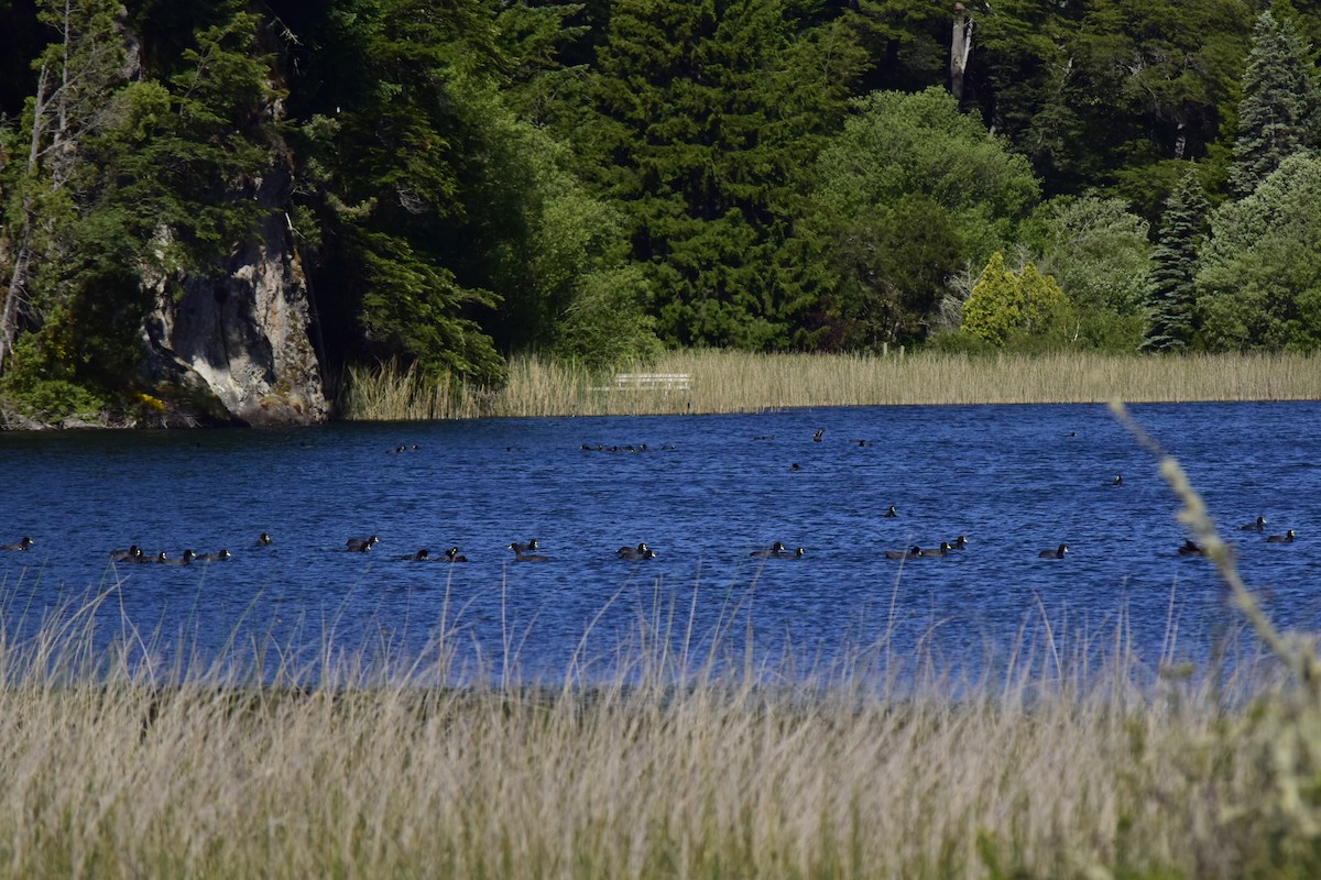 Red-gartered Coot - ML193424771