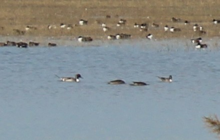 Northern Pintail - ML193426961