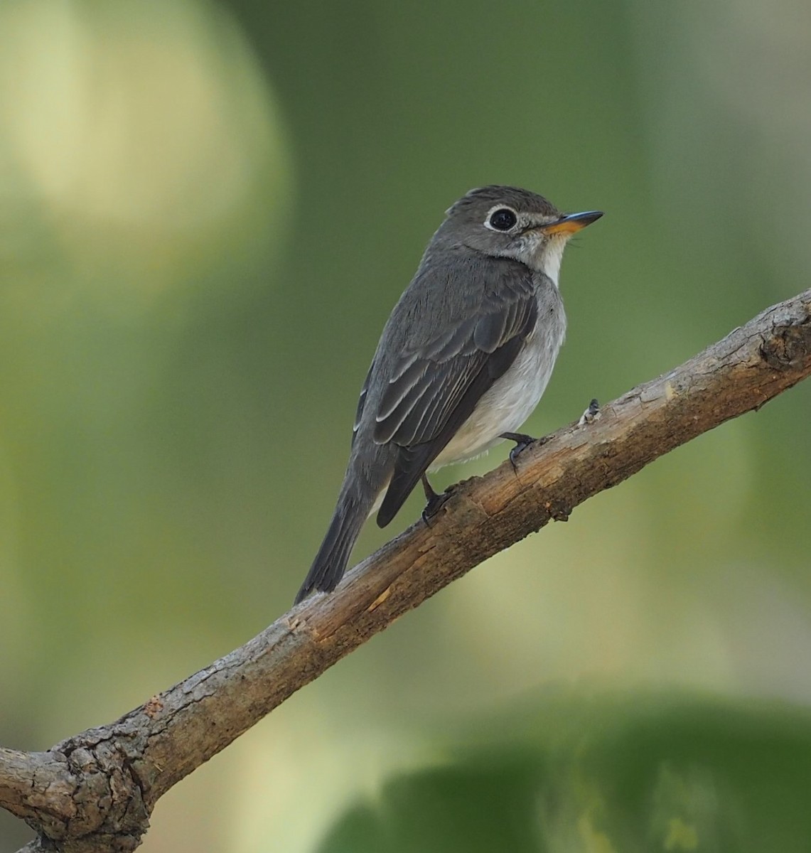 Asian Brown Flycatcher - ML193428131