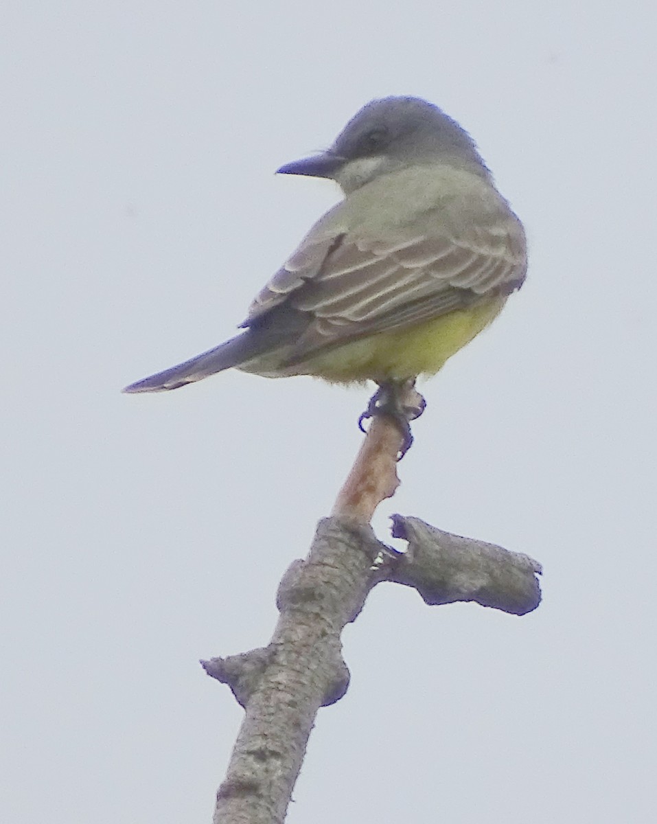 Cassin's Kingbird - ML193428901