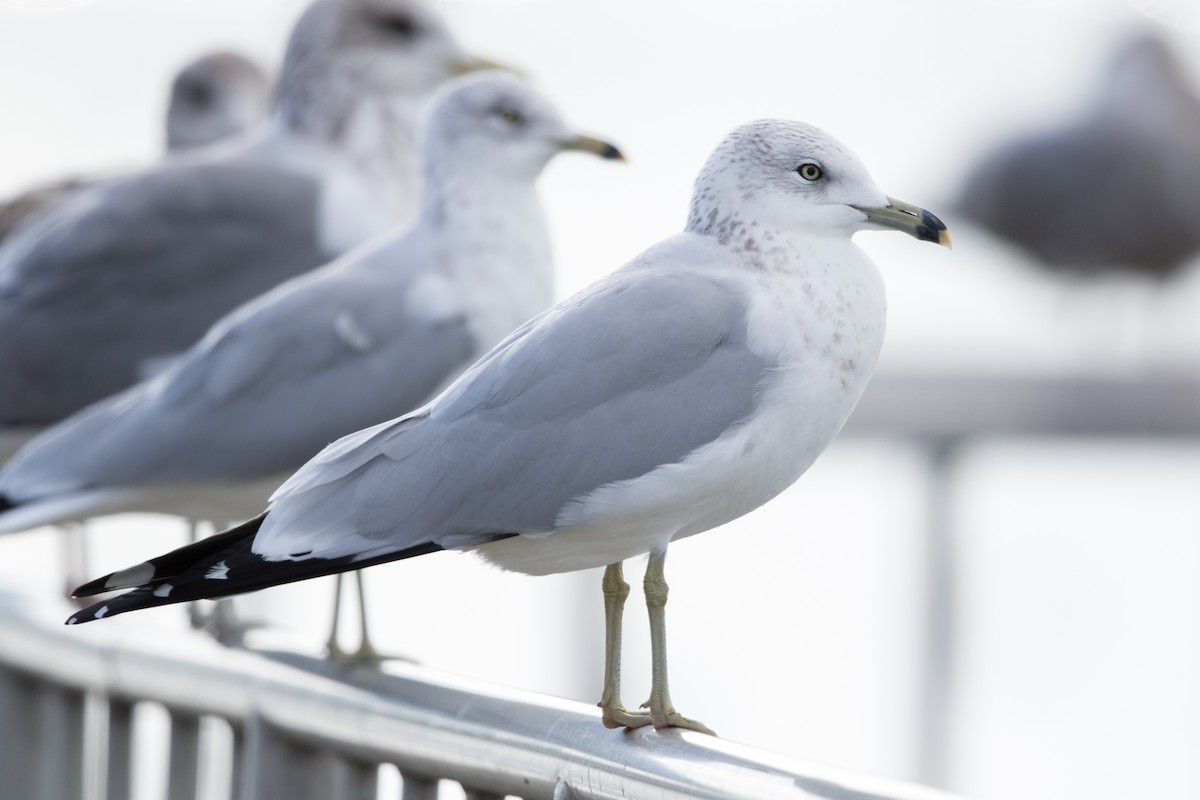 Ring-billed Gull - ML193429001