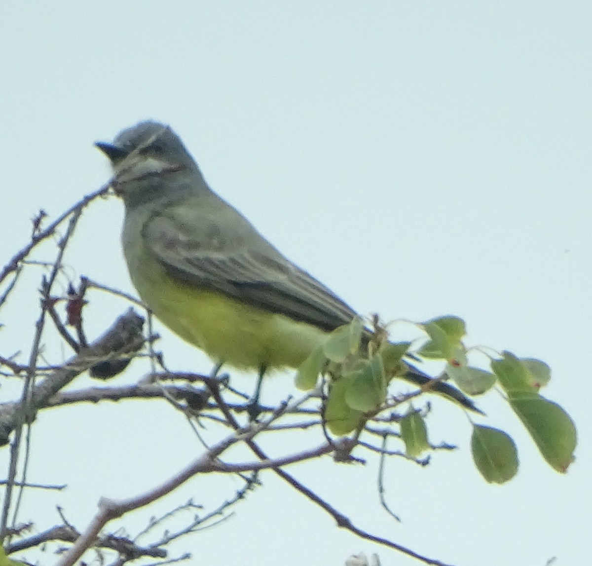 Cassin's Kingbird - ML193429061