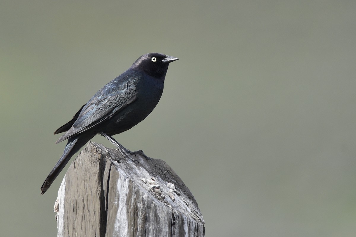 Brewer's Blackbird - ML193429161