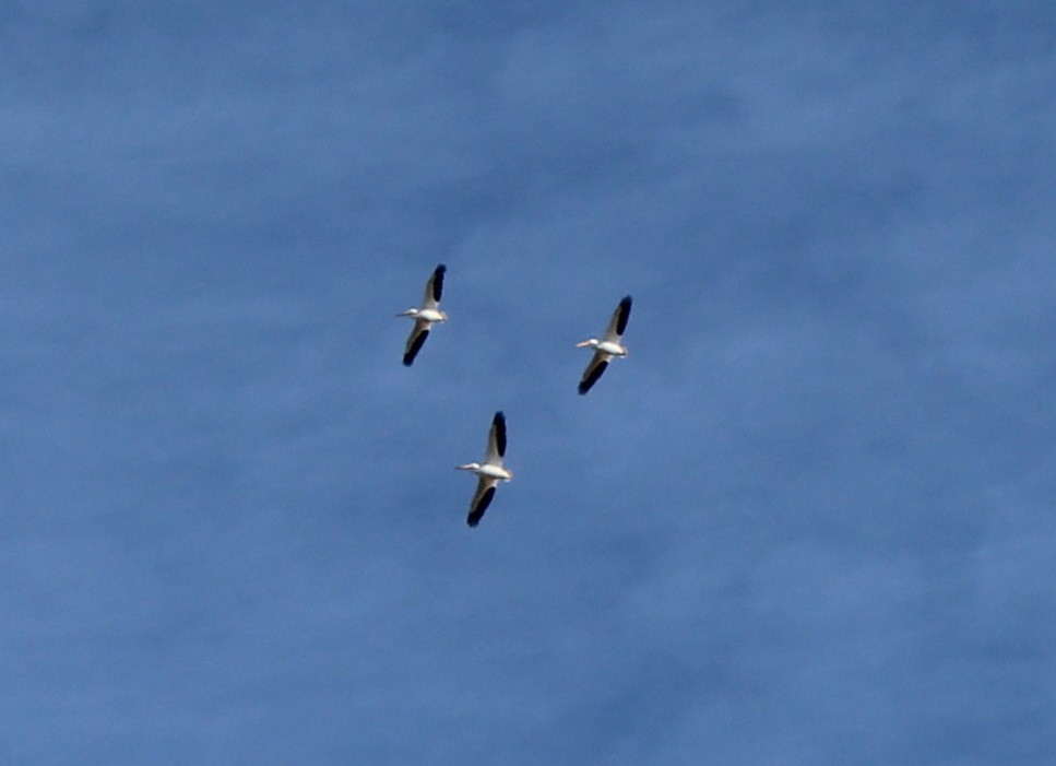 American White Pelican - Anthony Ciccarello