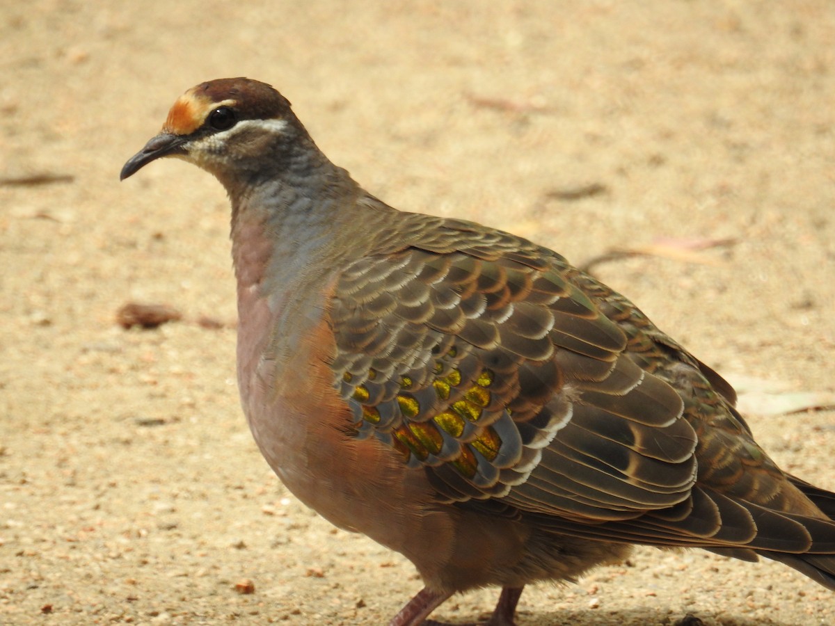 Common Bronzewing - Colin Trainor