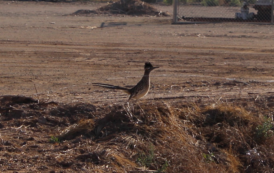 Greater Roadrunner - ML193431421