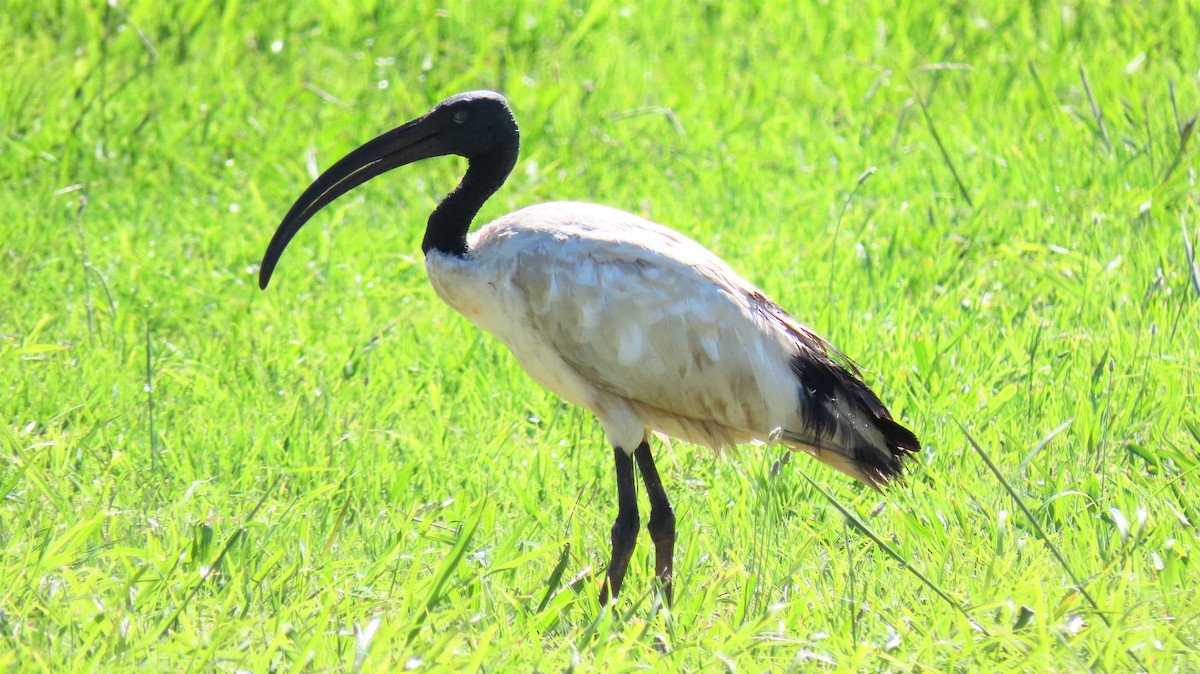 African Sacred Ibis - ML193431791