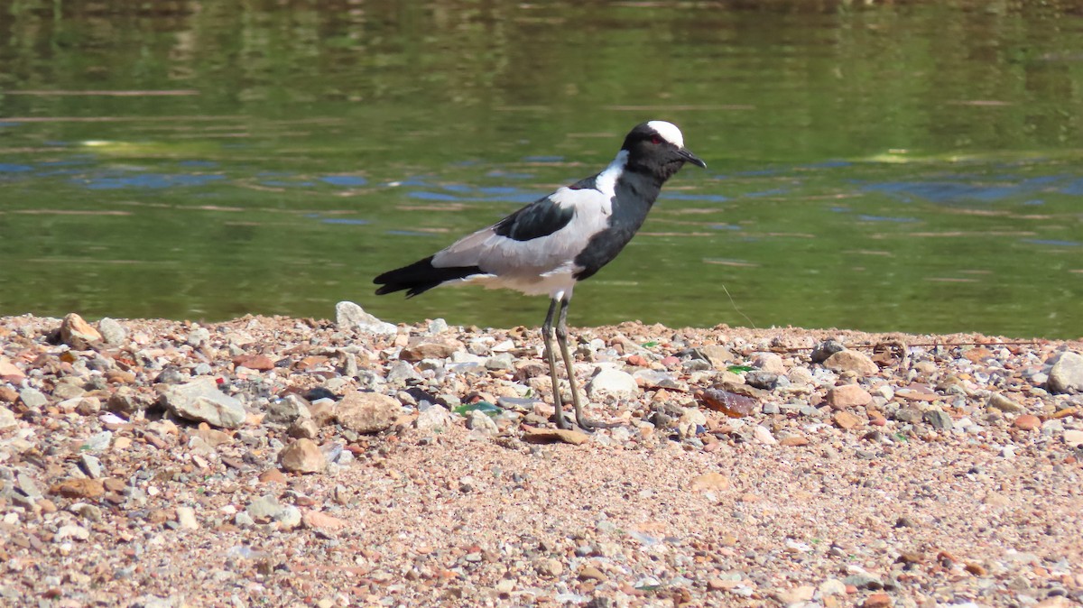 Blacksmith Lapwing - ML193431901