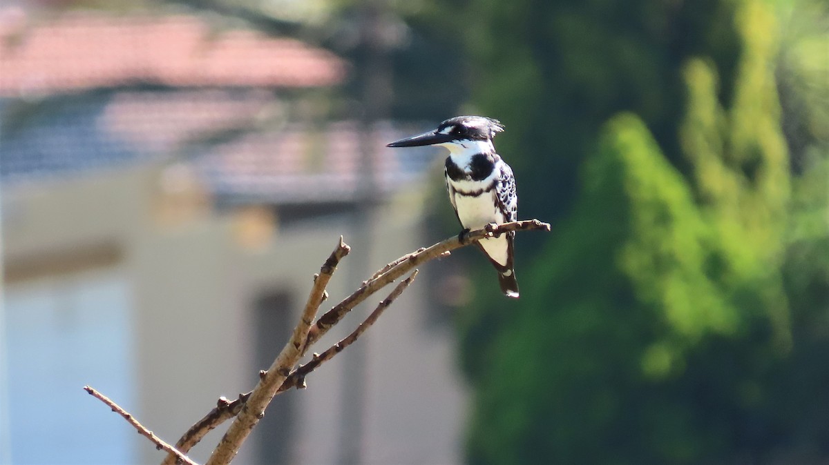 Pied Kingfisher - ML193432061