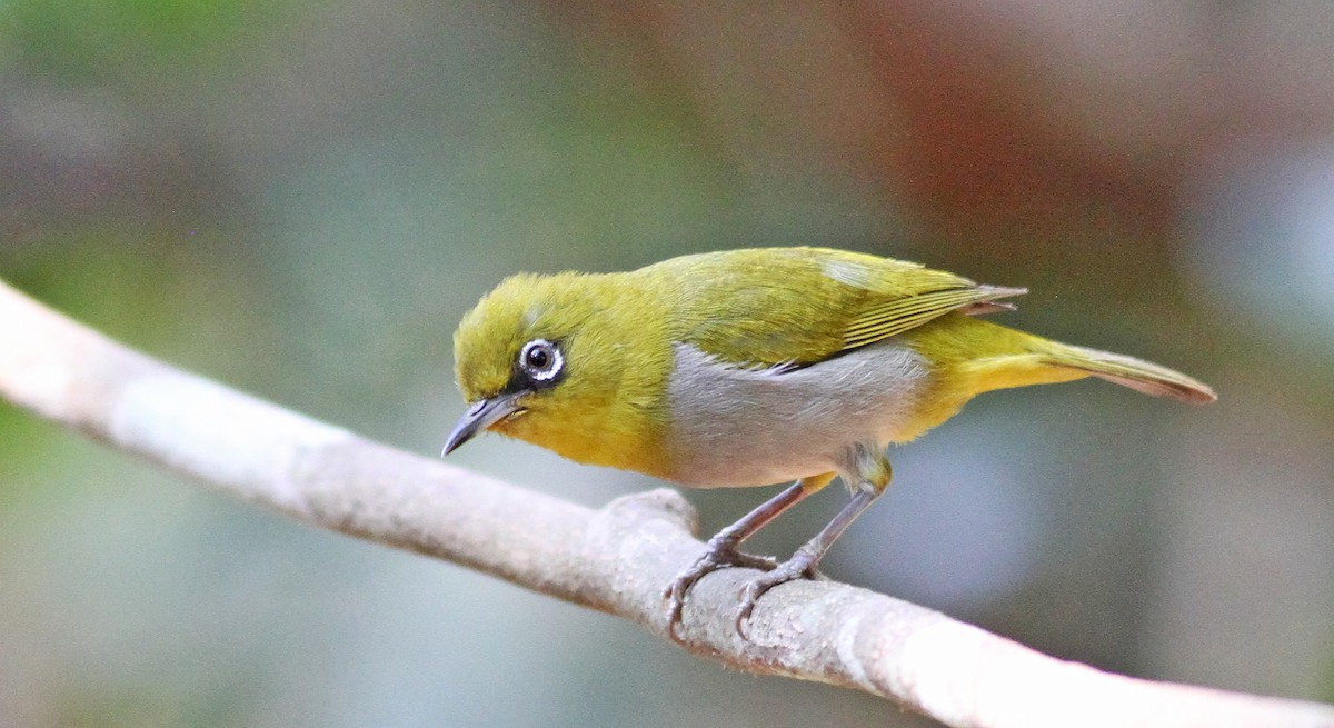 Swinhoe's White-eye - ML193432341