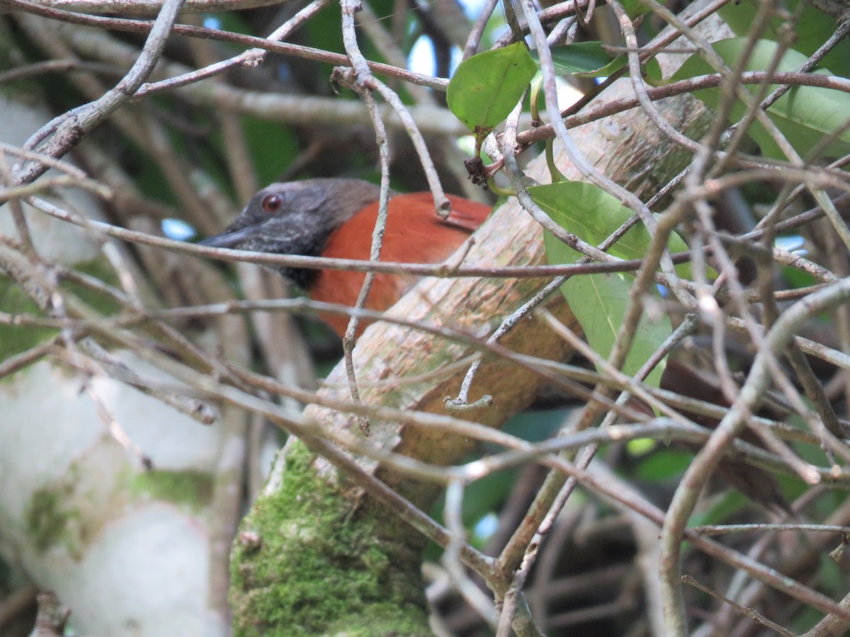 Rufous-breasted Spinetail - ML193432961