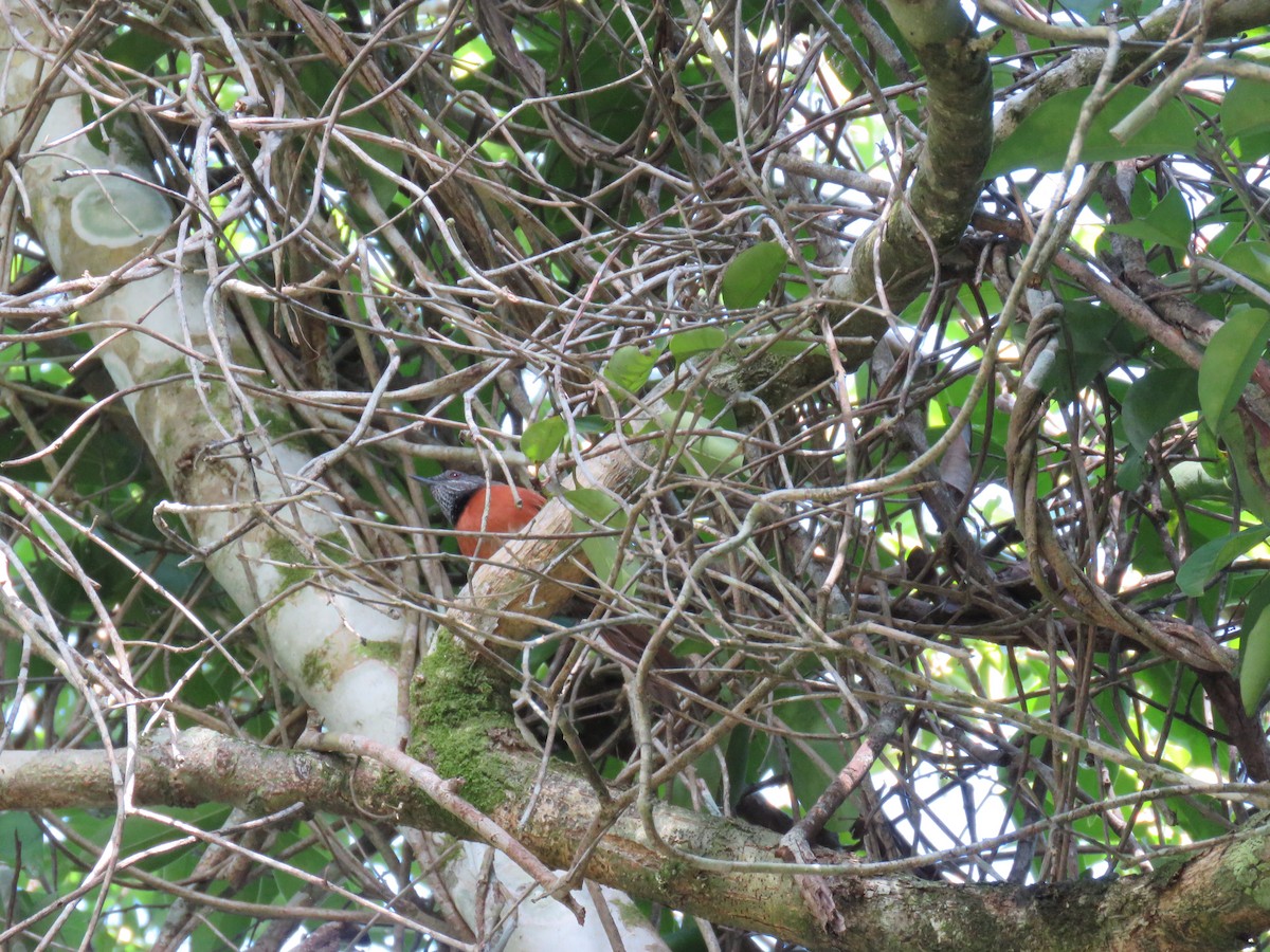 Rufous-breasted Spinetail - ML193432971
